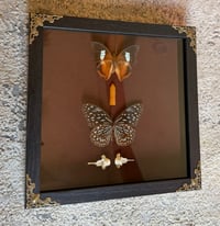 Image 1 of Fox Spine & Flutter
