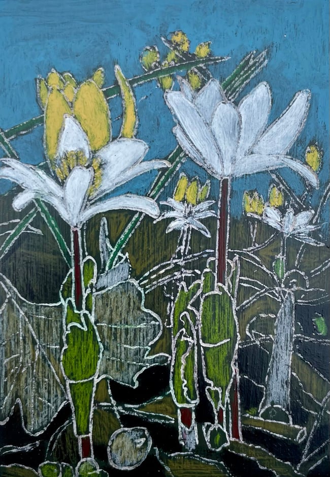 Bloodroot 2 