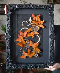 Image 1 of Amber Serpent
