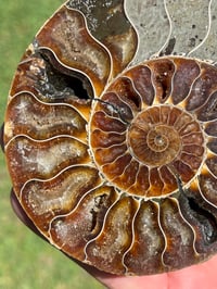 Image 3 of Ammonite Fossil Pair | Madagascar #2902