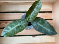 Image 2 of Pink Princess Alocasia in Vintage Blue Vase