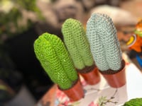 Myrtillocactus Geometrizans