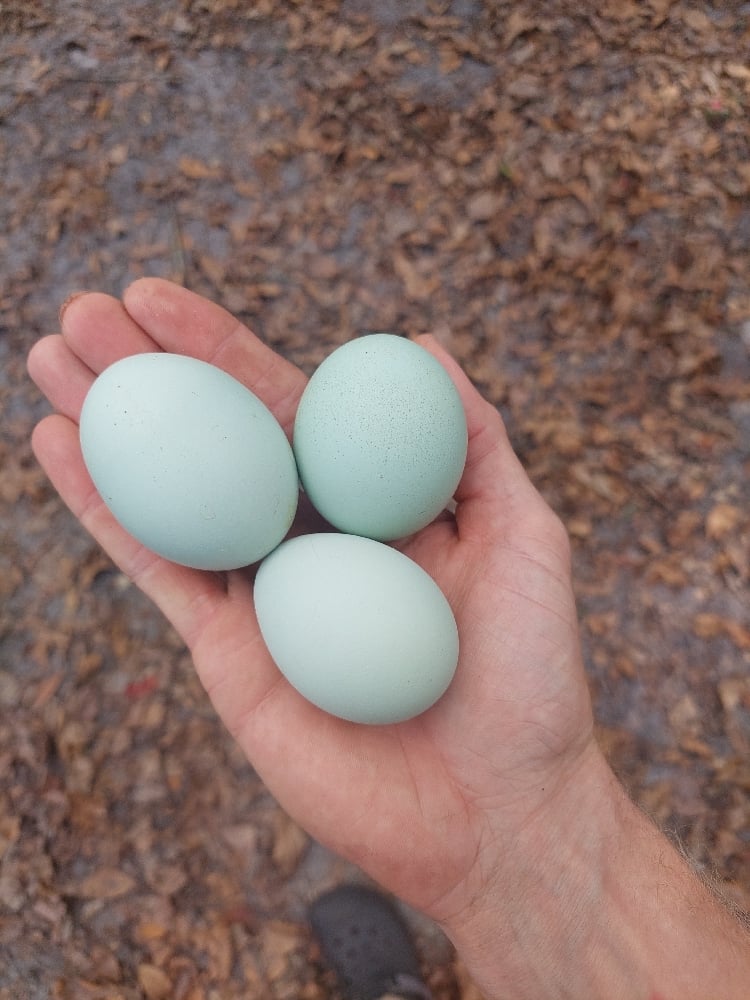 Image of Chicks Available 🐣