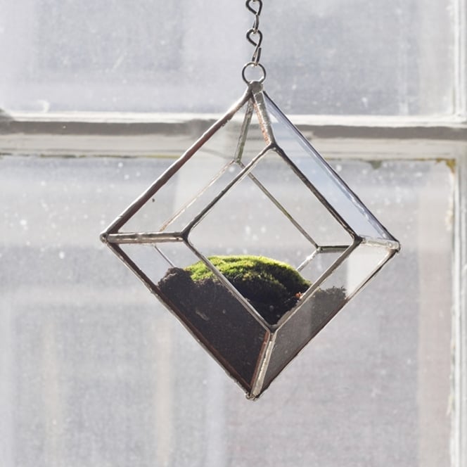 Image of Zephyrus Terrarium, small