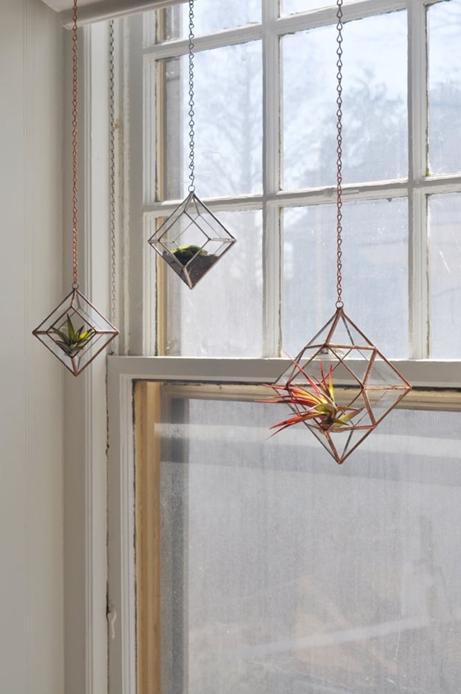 Image of Zephyrus Terrarium, small