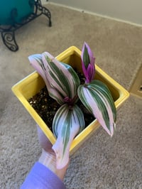 Image 2 of Pink Tradescantia in Yellow Butterfly Pot