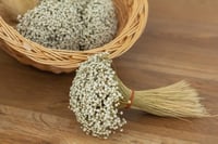 Image 5 of Stardust / Daisy Pod 