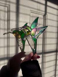 Image 5 of Hummingbirds 