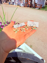Image 3 of Pinwheels 