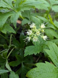 Image 1 of Pacific Waterleaf : Hydrophyllum tenuipes