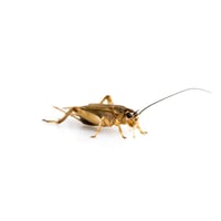 Banded Crickets 