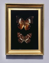 Image 1 of Black Velvet & Gold Double Butterfly Frame