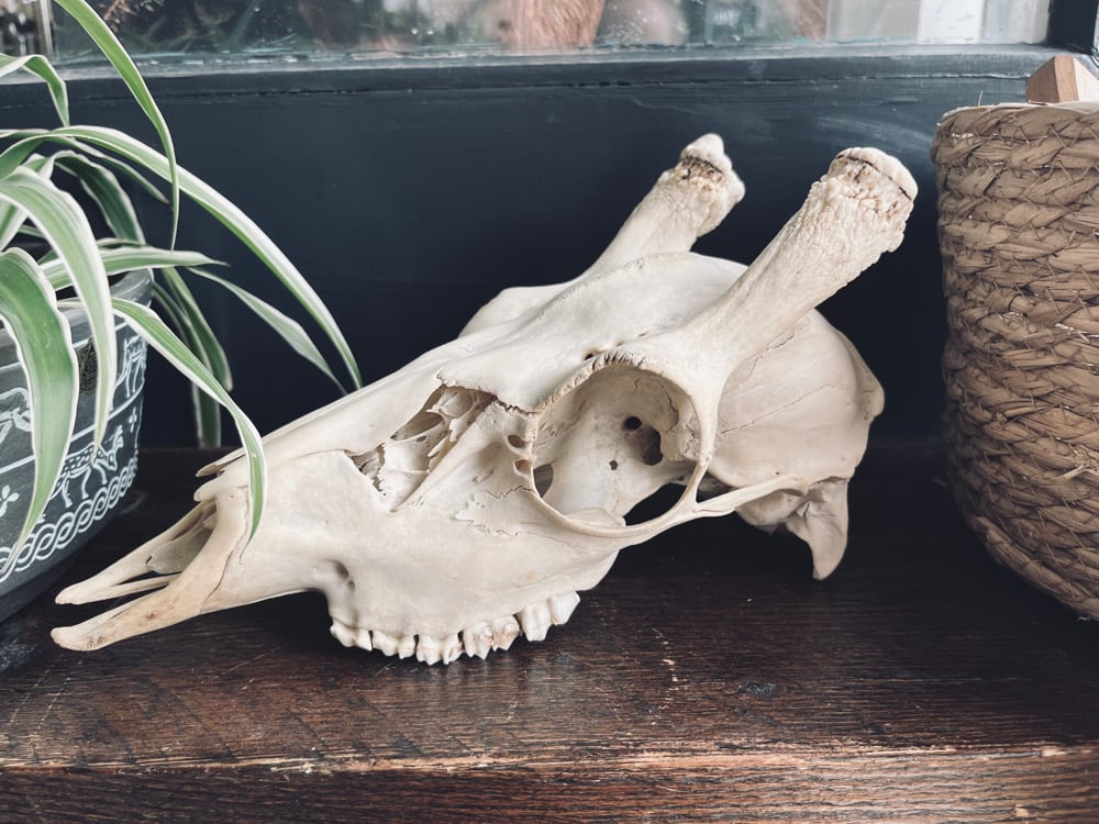 Image of Fallow Buck Skull
