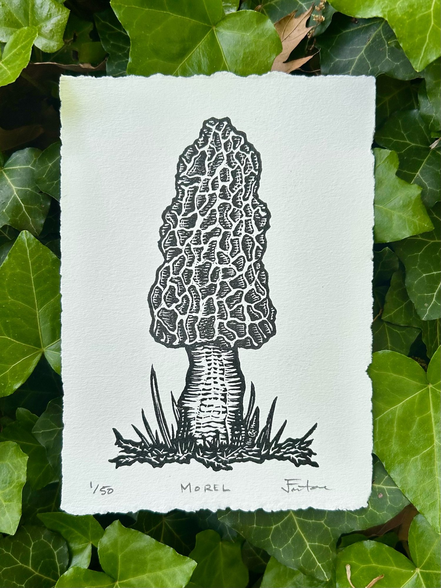 Image of The Fungus Among Us: Monthly Mushroom series