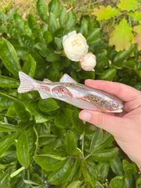 Image 2 of Rainbow Trout - Mother of Pearl