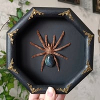 Framed Tarantula Specimen