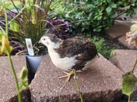 Image 3 of Jumbo Coturnix 