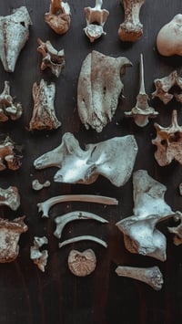 Image 1 of Bone box 2
