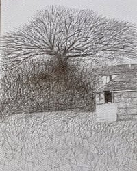Image 1 of ‘Ash Tree’ by Noel Betowski