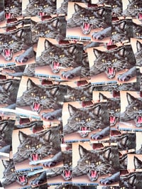 Cat Sticker