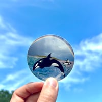 Orca Love Sticker