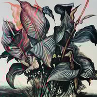 Image 1 of Black Canna - ORIGINAL (UN-FRAMED)