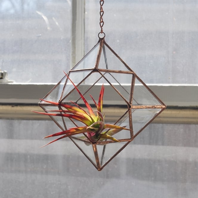 Zephyrus Terrarium, limited edition / ABJ glassworks Zephyrus Terrarium, limited edition / ABJ glassworks
