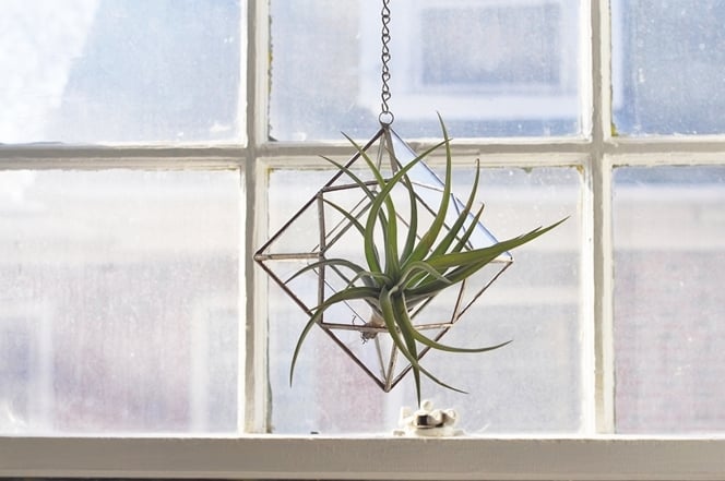 Image of Zephyrus Terrarium, limited edition