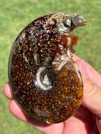 Image 6 of Ammonite Fossil | Madagascar #2921