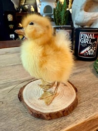 Image 2 of Taxidermy Duckling 