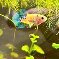 Image of Tiger Koi Green Yellow HMPK Female