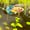 Image of Tiger Koi Green Yellow HMPK Female
