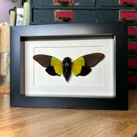Image 2 of green cicada