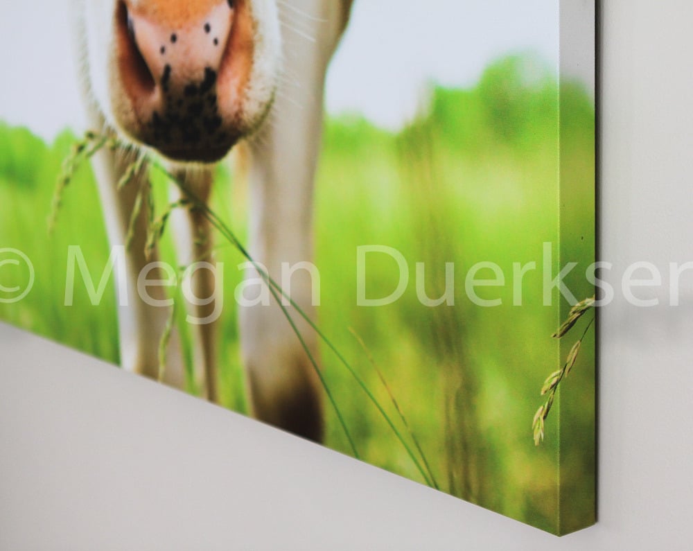 Image of Cow in Grass Canvas
