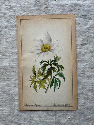 Image of Original French Botanical Plate (B)