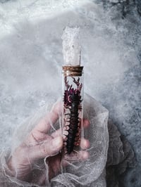 Image 2 of Rare Aquatic Mimic Centipede Monster Larva Acanthacorydalis fruhstorferi VIETNAM, danubrite crystal 