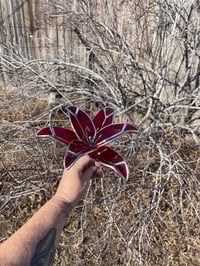 Image 5 of Life like 3D Lily