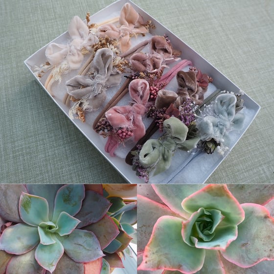 Image of Echeveria whimsy bow collection 
