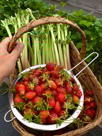 Image 1 of Strawberry Rhubarb Jam