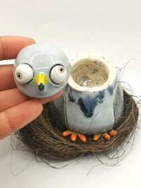 Image 2 of Pigeon 5
