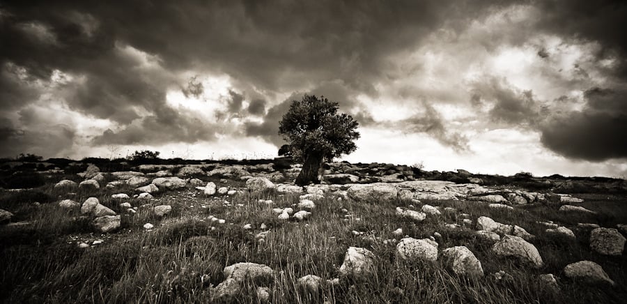 Image of SAMARIA (CANVAS 150 x 75cm)