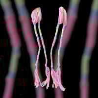 Image 1 of Pink & Green TzitTzits 