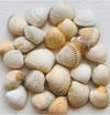 Sea Shell Candle