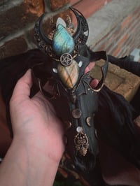Image 5 of Spellbound adorned coyote skull 