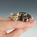 Bengal : large