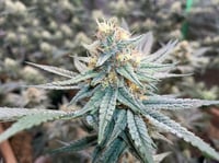Image 3 of Oreoz Muffins (Oreoz Créme  x Blueberry Muffin)  FEM