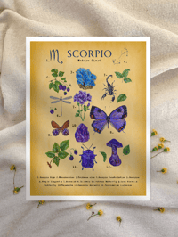 Image 5 of Scorpio vintage Nature Chart PRINT