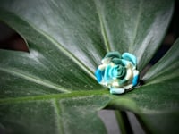 Image 4 of Succulent Ring