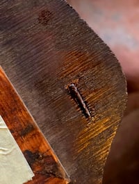 Image 10 of Antique Large Victorian framed 1800’s engraving and preserved web