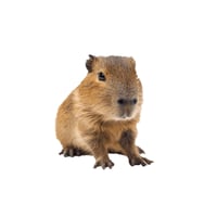 Capybara